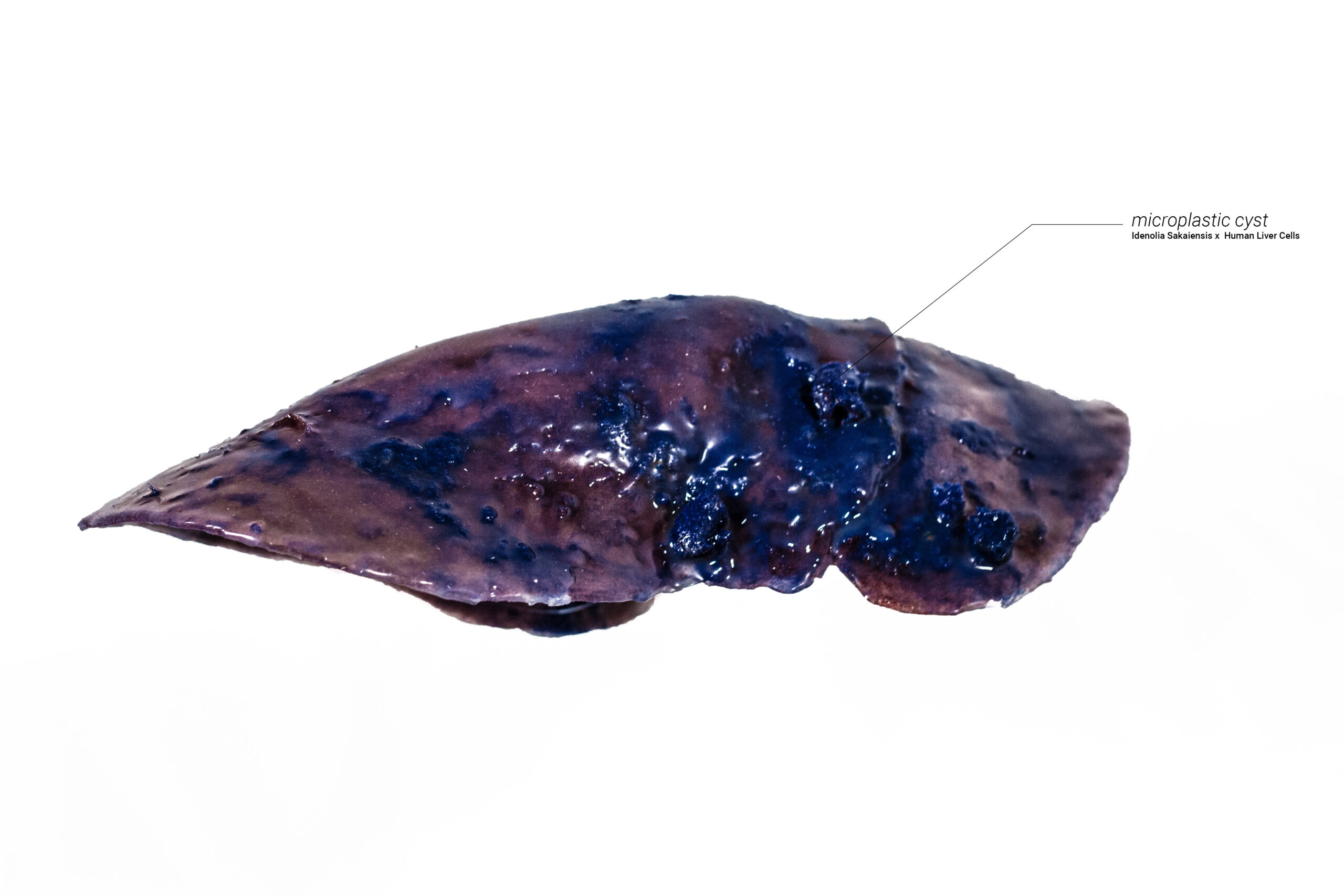4.microplasticsxliver1