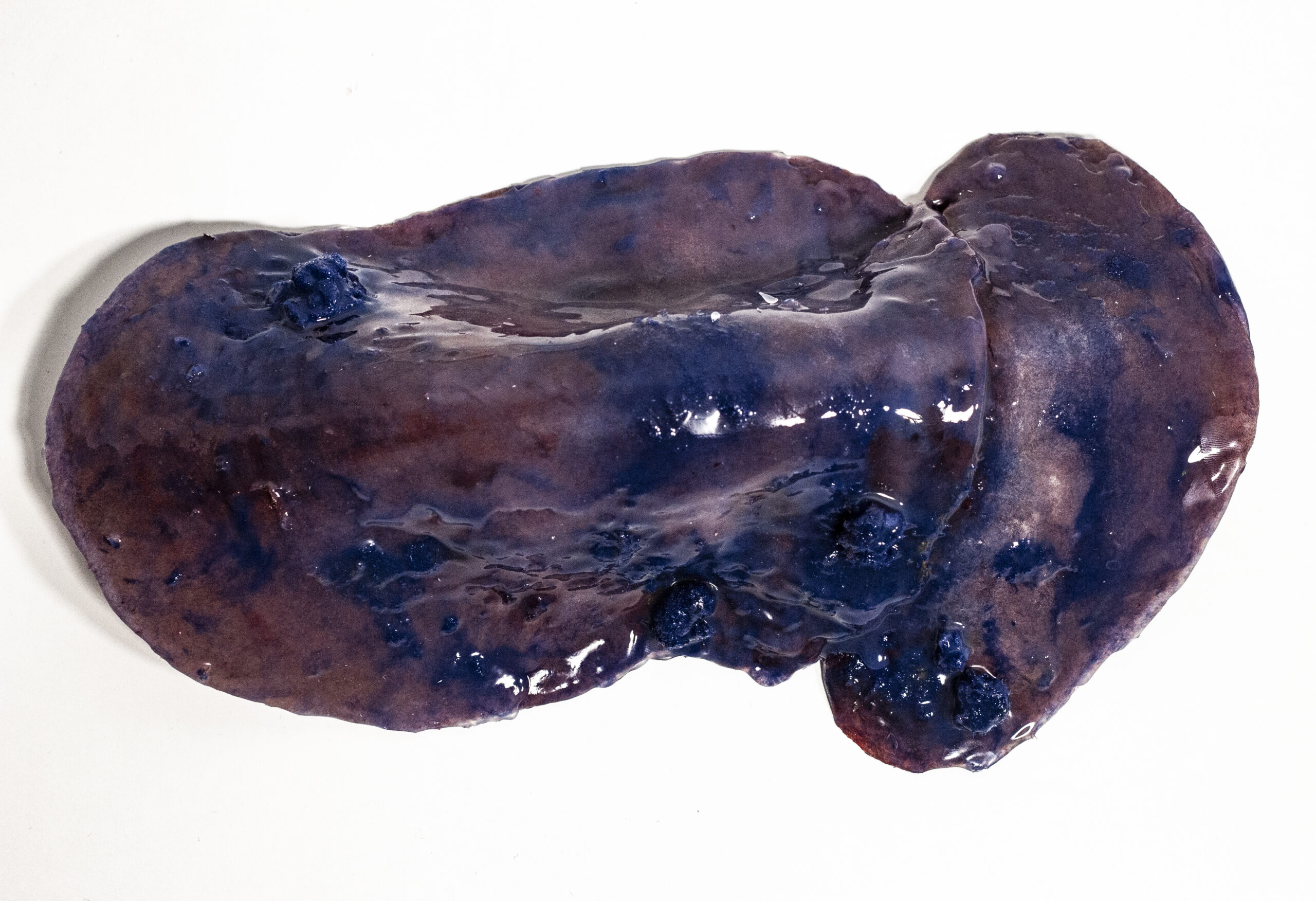 4.microplasticsxliver3
