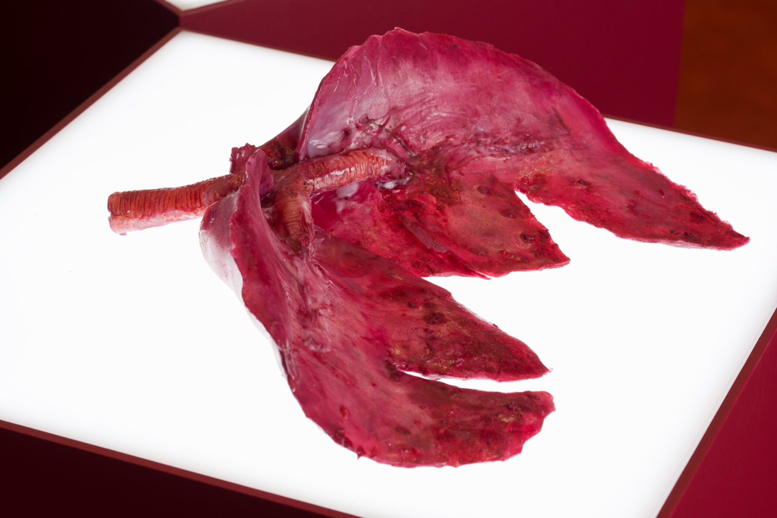 Noemie-Soula_Mythical-Living-Data_Lungs_Photo-Matthew-Stanton